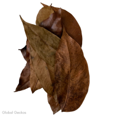 Natural Mahogani Leaves