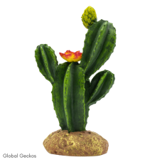 PR Flowering Cactus