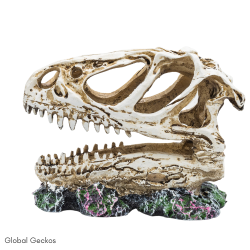 PR Allosaurus Skull