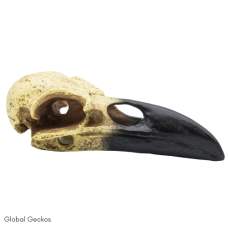 PR Corvid Skull