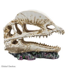 PR Dilophosaurus Skull