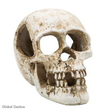 PR Human Skull