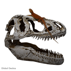 PR XL T-Rex Skull