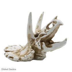 PR Triceratops Skull
