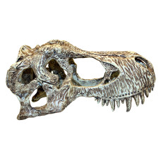 Komodo T Rex Skull