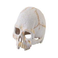 Exo Terra Primate Skull - S, M