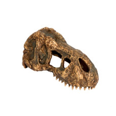 Exo Terra T-Rex Skull - S, M