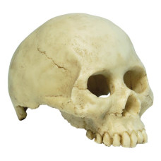 Repstyle Human Skull