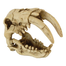 Repstyle Saber Tooth Skull