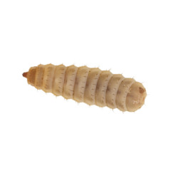Calci Worm (Large)
