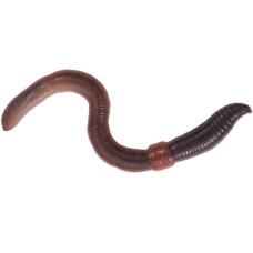 Earth Worms