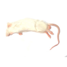 Mouse - Jumbo (x10)