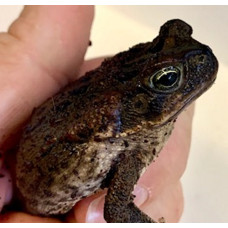 Cane Toad CB25