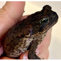 Cane Toad CB25