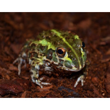 African Bull Frog (Pixie Frog) CB26
