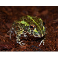 African Bull Frog (Pixie Frog) CB26
