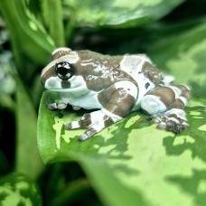 Amazon Milk Frog CB25