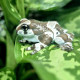 Amazon Milk Frog CB25
