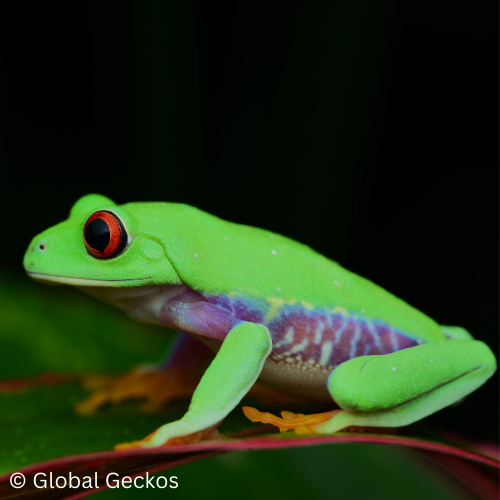 Red Eyed Tree Frog - GLAC23