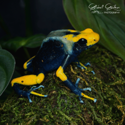 Peacock Dart Frog Adult proven group (5)