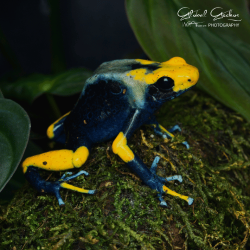 Peacock Dart Frog CB25 Peacock Dart Frog CB25
