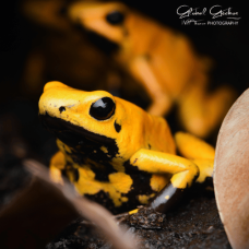 Golden Dart Frog - Adult Group of 5