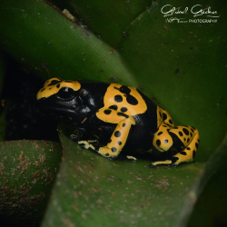 Bumble Bee Dart Frog Ault group 5