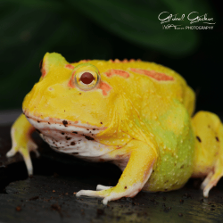 Horned Frog (Pikachu) CB24