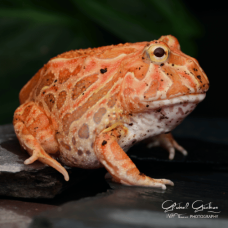 Horned Frog (Strawberry) CB24