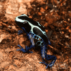 Oyapok Dyeing Dart Frog