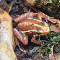Anthony's Dart Frog CB25