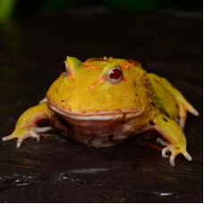 Horned Frog (Pikachu)