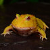 Horned Frog (Pikachu)