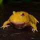 Horned Frog (Pikachu) CB24