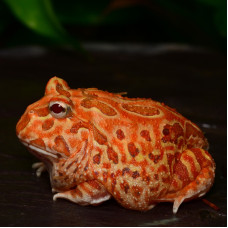 Horned Frog (Strawberry) CB24