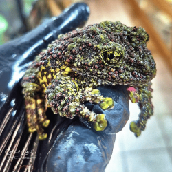 Vietnam Mossy Frog (Adult) CB25