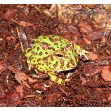 Ornate Horned Frog