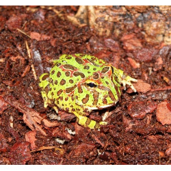 Ornate Horned Frog Cb25