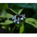Amazon Milk Frog CB25