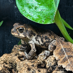 Cane Toad CB26