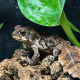 Cane Toad CB26