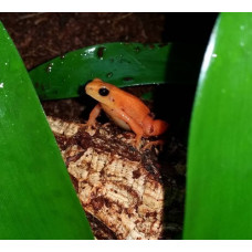 Golden Mantella CB25 Golden Mantella CB25