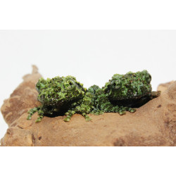 Vietnam Mossy Frog Cb25