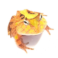 Surinam Horned Frog CB25