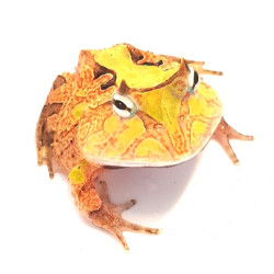 Surinam Horned Frog CB25