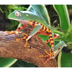 Tiger Leg Monkey Frog CB26
