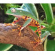 Tiger Leg Monkey Frog CB26 Tiger Leg Monkey Frog CB26