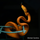 Amazon Tree Boa (Orange Phase) CB25