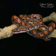 Brazilian Rainbow Boa CB25