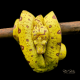 Green Tree Python (Biak) CB24